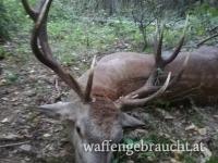 Rothirschjagd in Ungarn im Raum Budapest-Nord