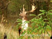 Damhirschjagd in Ungarn im Raum Budapest Süd, ab 2023 Oktober - 