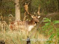 Damhirschjagd in Ungarn im Raum Budapest, 