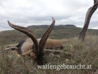 Steinbockjagd in Spanien - Beceite-Steinbock