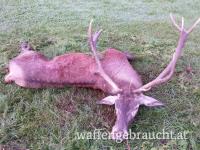 Rothirschjagd im Raum Budapest-Nord