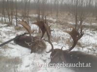 Damhirschjagd in Ungarn im Raum Budapest-Süd, ab 2023 Oktober