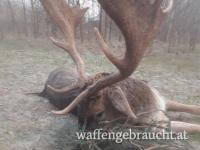 Damhirschjagd in Ungarn im Raum Budapest Süd