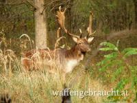 Damhirschjagd in Ungarn im Raum Budapest-Süd, 2023 Okt. - 