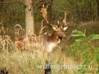 Damhirschjagd in Ungarn im Raum Budapest-Süd, 2023 Oktober