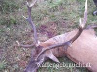 Rot-, Damhirsch, Muffelwidder, Kahlwildjagd und Niederwildjagd in Ungarn