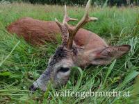 Jagd in Tschechien auf Rehböcke pauschal 390 €