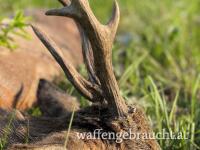 Rehbockjagd in Brunft in Ost und Südungarn