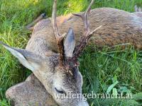 INTENSIV - Jagdwochenende Brunftbock und Schwarzwild Österreich