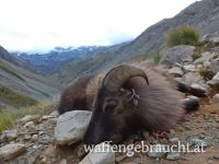 Gebirgsjagd in Neuseeland - auf Tahr, Gams, Hirsch