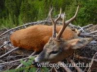 Rehbockjagd in Slowenien