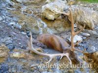 Berghirsche und Kahlwild in Slowenien