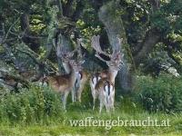 Damwildjagd in Schottland