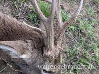 Rehbockjagd ab 15.4.2025 zwischen 300-600g