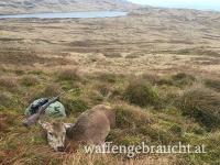 Kahlwildjagd in Schottland