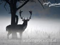 DAMHIRSCH - ANGEBOT IN 2 JAGDREVIEREN AUSSERHALB DER BRUNFTZEIT IN SÜD - WESTUNGARN