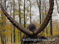 Alpensteinbockjagd in einem Wildpark, nahe der Grenze zu Österreich.