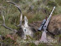 Hirschjagd in Schottland 2025