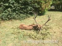 Tolle Hirschjagd und besten Preis im Brunftzeit