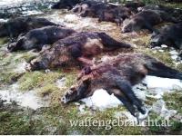 WILDSCHWEINDRÜCKJAGD KROATIEN