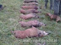 Drückjagd in CEP bei Trebon