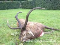 Hirschjagd Ungarn ( Verschiedene Reviere)