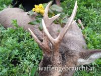 Rehbockjagd ab April in Ungarn