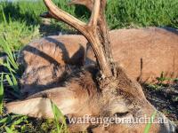 Rehbockjagd in Ostungarn