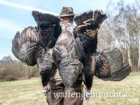 Wildtruthahn Jagd un Tschechien