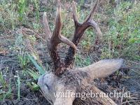 Rehbockjagd in Ungarn