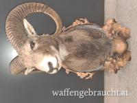 Muffel Präperat