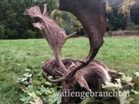 Rothirsch, Damhirschjagd und Muffelwidderjagd in Ungarn in 2025