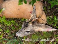 Jagd auf Maibock - ideal für Jungjäger aber kein muss