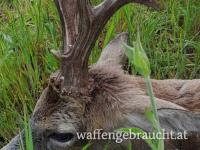 Rehbockjagd in Ungarn