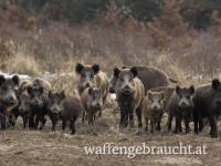 Schwarzwild Abschusspaket 25/26