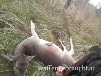 Wildschadenjagd in Ungarn