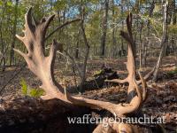 Rothirsch, Damhirschjagd und Muffelwidderjagd in Ungarn in 2025