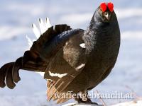 Birkhahnabschuss
