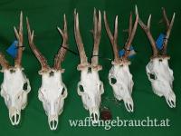 Rehbockjagd in Ostungarn