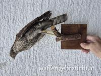 diverse Vögel präpariert (schon älter)
