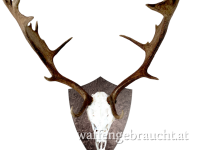 Trophäenschild Dammhirsch