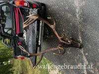 Brunfthirschjagd in Balaton Ungarn 2025