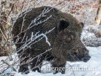 TOP-RIEGELJAGD AM 10. JANUAR 2026 IN WESTUNGARN, 100 – 130 STÜCK SCHALENWILD