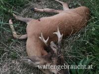 Rehbockjagd im Nordburgenland