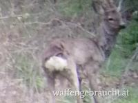 Rehbockjagd in Ungarn