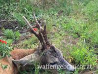 Rehbockjagd in Ostungarn
