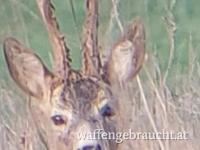 Jagd auf starke Rehböcke 450 gr + in Ostungarn