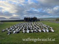 Gänsejagd in Schottland