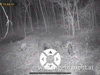 Schwarzwild Paket in Ungarn 