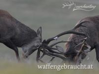 Rothirschjagd in Brunftzeit in in Nordwestungarn